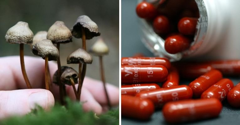 magic mushrooms antidepressants magic mushrooms antidepressants